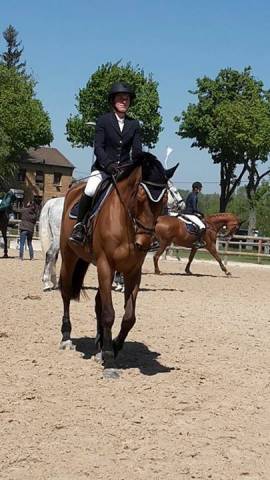 Travail du jeune cheval // Coaching