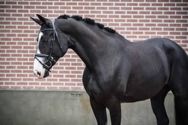 Poulinière Kwpn Ster Origines prestigieuses