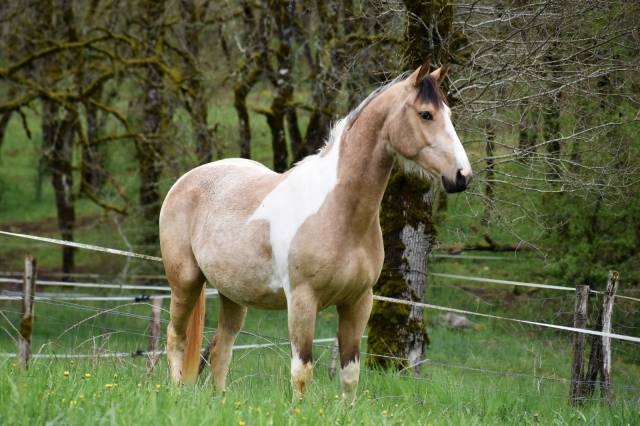 jument 2 ans SF pie isabelle par Eldorado van de rib