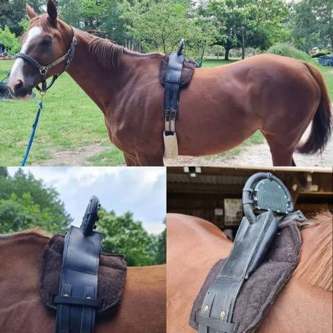 Ceinture de Poulinage 