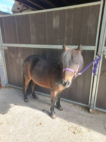 Shetland onc 7 ans à vendre 