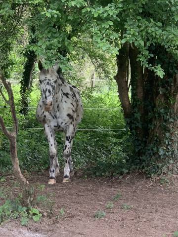 Vend Appaloosa leopard noir