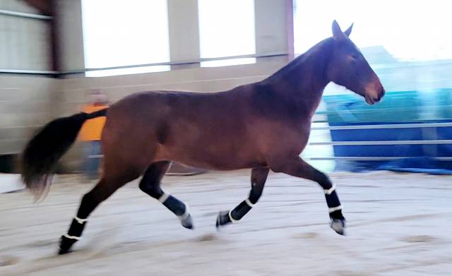 Jeune jument Pure Race Espagnole PP 2022