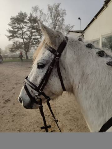 Poney pour sport famille ou élevage