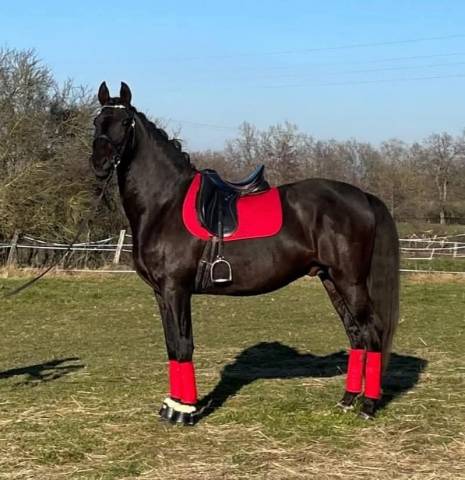 Cheval Pure Race Espagnole Apto 2014 1m68