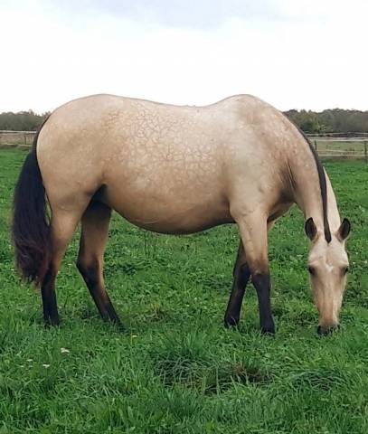 Jument Pure Race Espagnole Apta isabelle 2015 1m64
