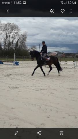 Hongre 4 ans,  KWPN, dressage