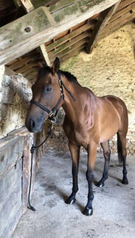 À vendre – Jeune Pur-Sang Anglais polyvalent et attacha