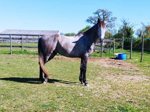 Pre x allemand (Sandro hit) 