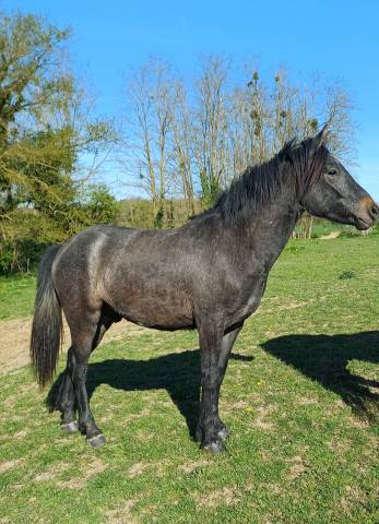 Hongre New Forest 2 ans
