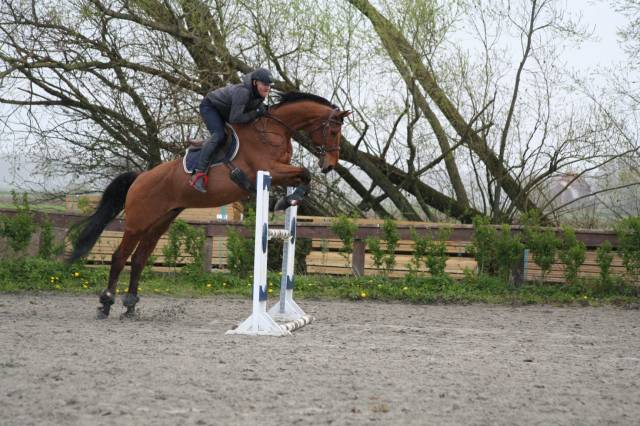 Cheval polyvalent