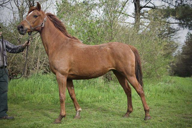 LA SOLOGNE DU BOURNAIS - A VENDRE 2 000 euros