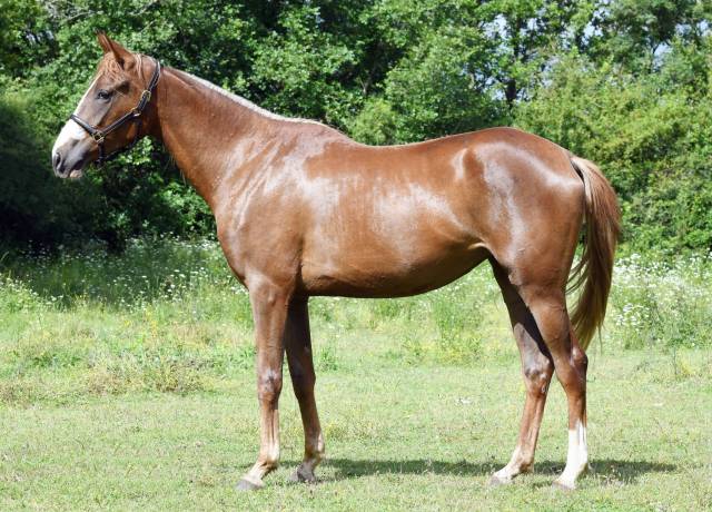 LA MER DU BOURNAIS - A VENDRE 2 000 euros