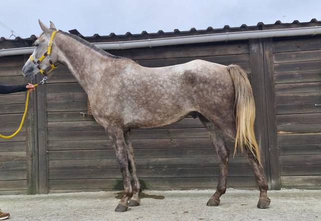 arabe de 5 ans par Sadepers