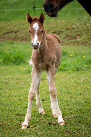 Poulain Prometteur pour le Dressage