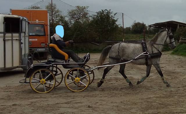 jument lipizzan 9 ans