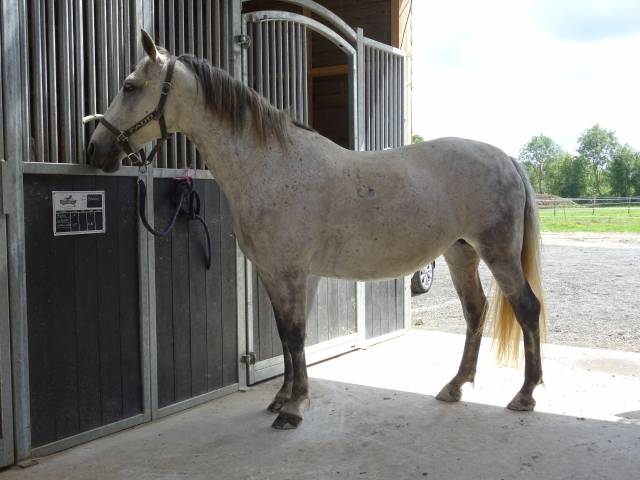 jument lipizzan 9 ans plein papier