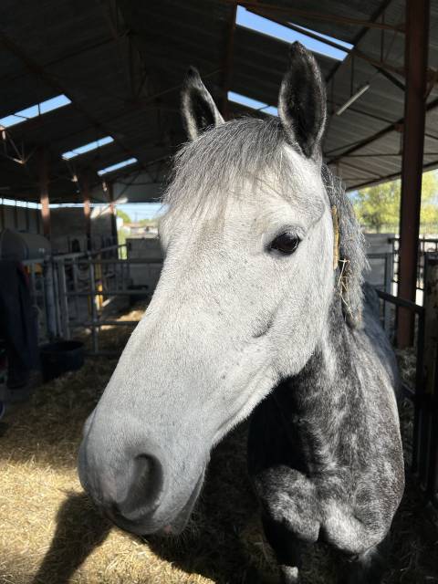 Poney de sport 