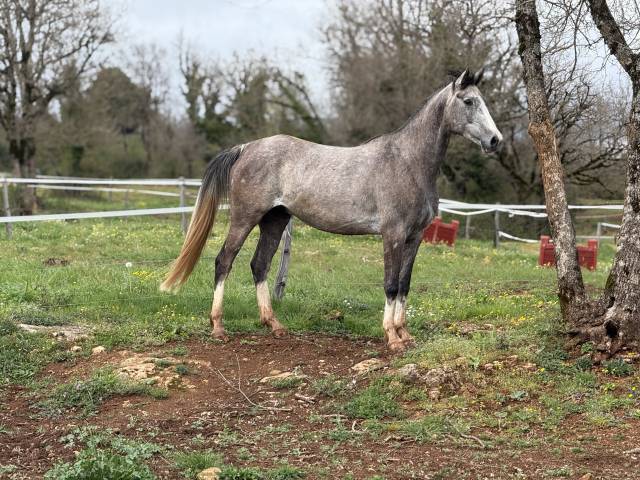 Très beau pur sang arabe