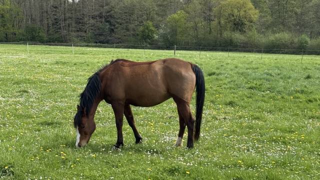Superbe ponette D