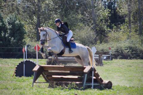 Poney D hongre de 6 ans