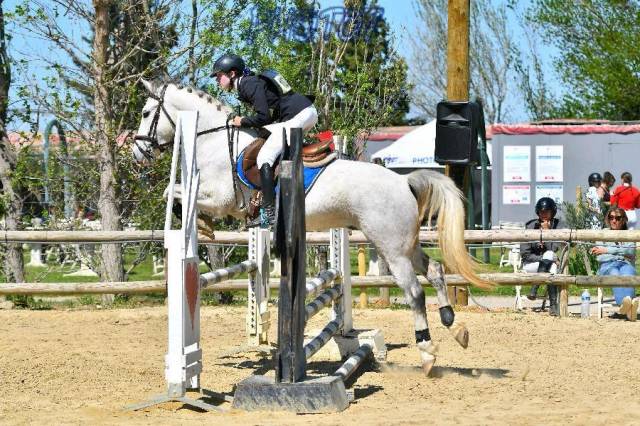Poney D hongre de 6 ans