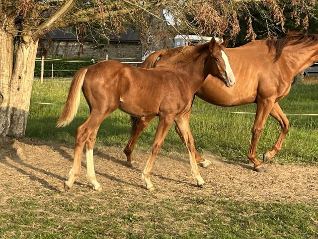 Poulain SF de 2024 Itoki de riverland * By cera d'ick