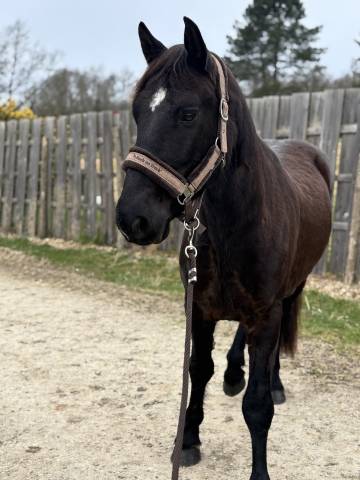 À vendre poney D 