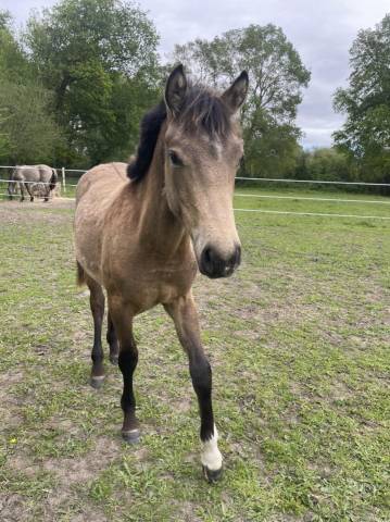 Jeune poney 10 mois - Mâle isabelle - Papiers Sport