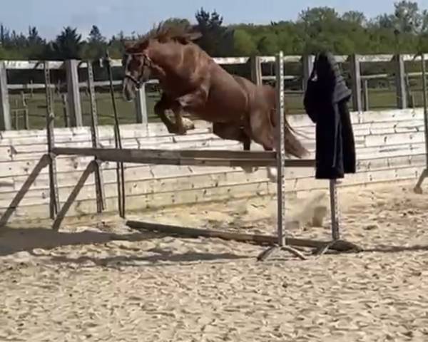 Superbe poney 4 ans