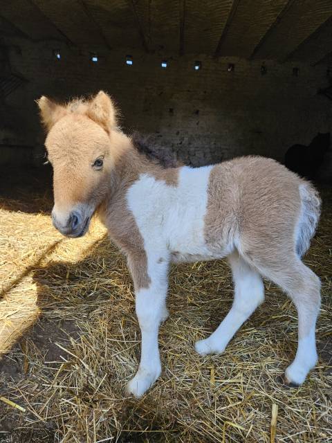 Pouliche shetland 