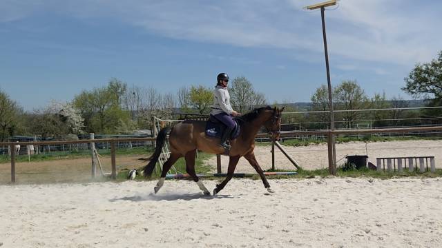 Hongre de 4ans 