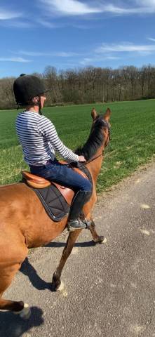 Jeune cheval de 3 ans 