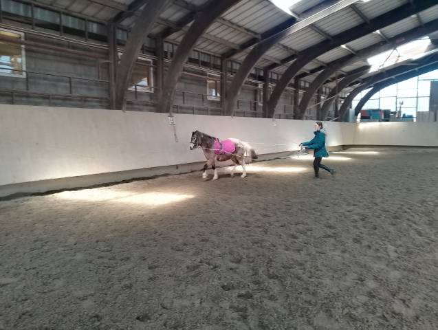 Indy poney B