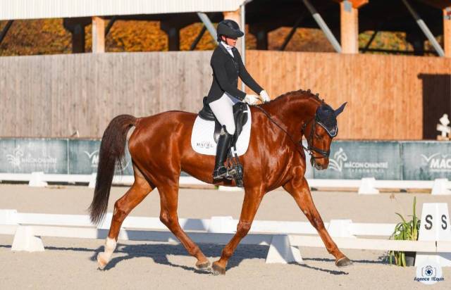 Hongre AES 8 ans dressage/loisirs