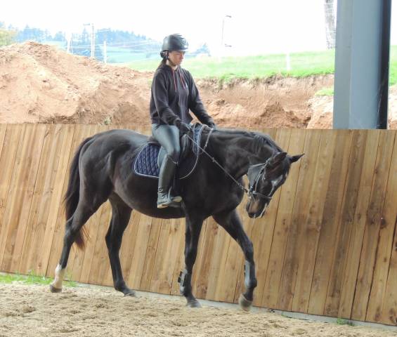 Hongre 4 ans sport / loisirs ps