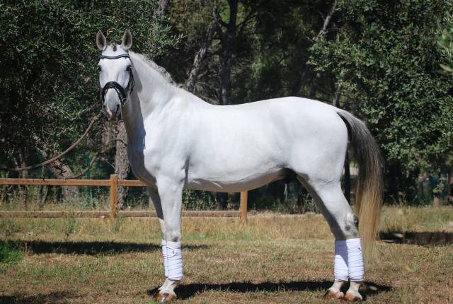HONGRE LUSITANIEN DRESSAGE