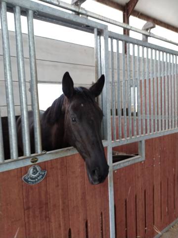 Jument noir de dressage avec une très bonne tête.