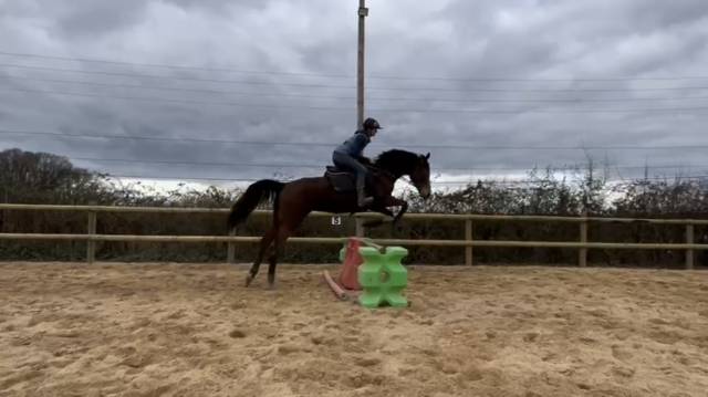 Kindy Bere, jument pur sang, 5 ans, 1m70 