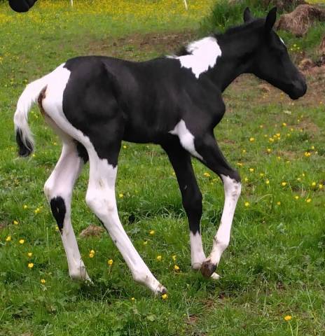 Magnifique pouliche pie noir tobiano 