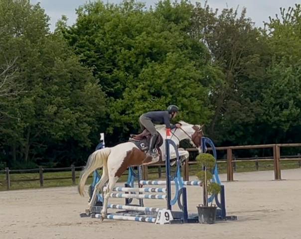 JUMENT PIE 5 ANS EXTRA AMATEUR
