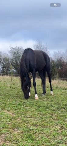 magnifique pouliche de 3ans PSA 100%