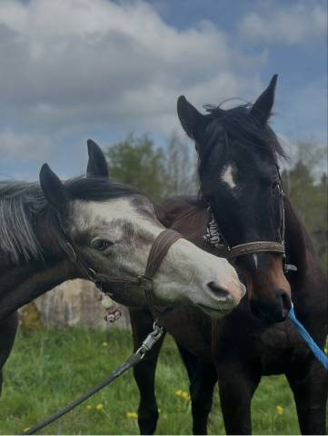 Jeunes cheval de 3 ans 