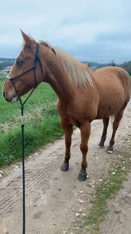 Paint horse 11 ans 