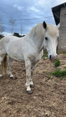 Cheval demi trait 