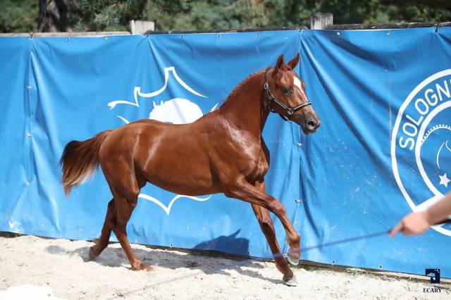 Mâle PFS de 2 ans d'avenir pour sport de haut niveau
