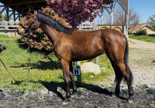 pouliche 2 ans CCE Dressage