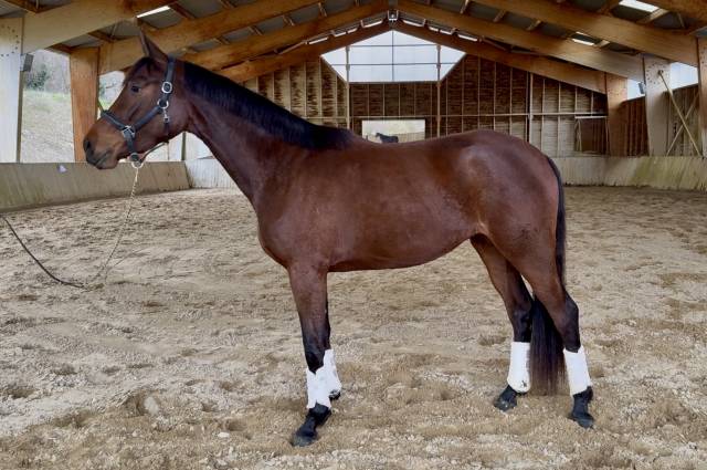 Jeune jument d'avenir cce dressage