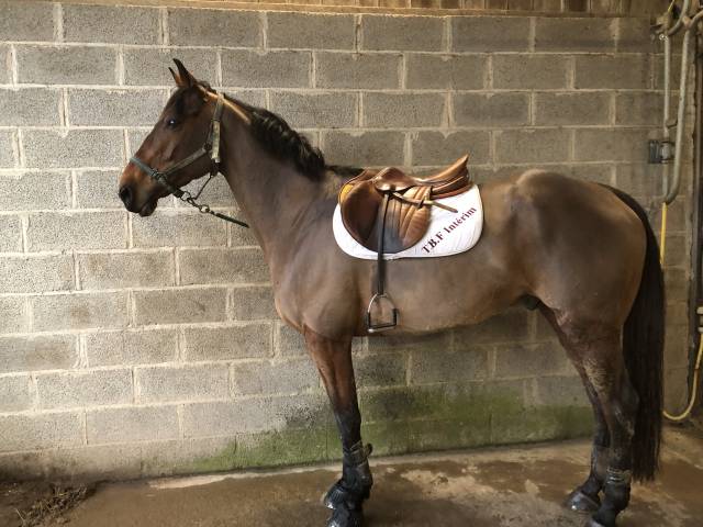 Ancien cheval de complet à vendre pour de la balade 