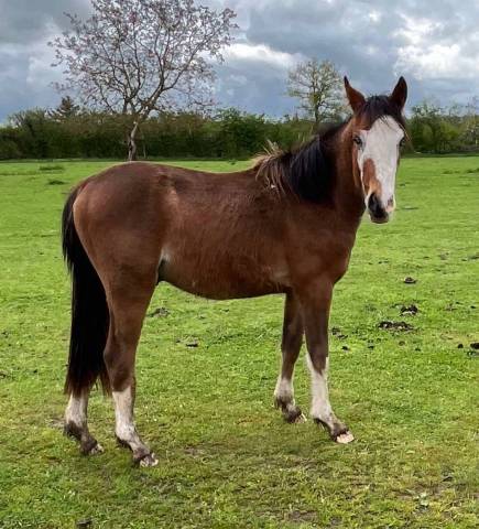 Poulain male PFS 2023 par Greatstar embets tilia 